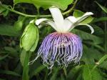Passionflower,passiflora